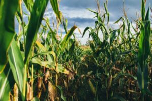 Useful Tips for Running a Corn Farm Business