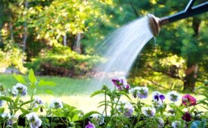 5 Water-Saving Tips for Your Home and Garden