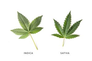 Cannabis Strains: Indica vs. Sativa